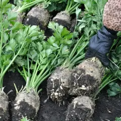 Ręka w rękawiczce wyciąga z ziemi korzenie selera. Czy seler może zimować w gruncie? Zbiory wskazują, że tak!