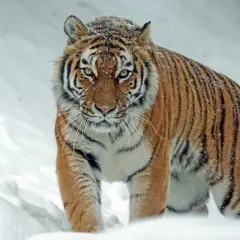 Un imponente tigre siberiano, el felino más grande del mundo, camina con determinación a través de la nieve, sus rayas contrastando con el blanco paisaje invernal.
