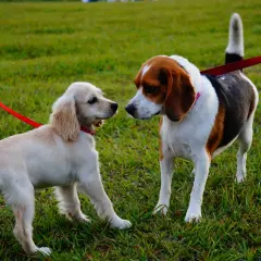 Dwa psy na smyczy, beagiel i szczeniak rasy cocker spaniel, poznają się na zielonej trawie.