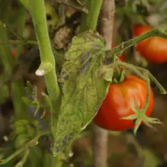 Liście pomidorów z objawami zarazy ziemniaczanej. Widoczne ciemne plamy i przebarwienia na zielonych liściach, obok dojrzewające pomidory.