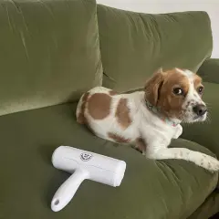 A dog rests on a green couch next to a lint roller, hinting at how to remove pet hair from couch.