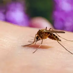 En mygga, en av många insekter som bits, sitter på hud och förbereder sig för att sticka.