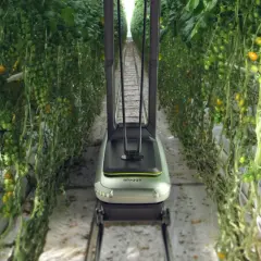 Robot per l'impollinazione artificiale tra file di pomodori in serra.