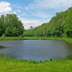 Spokojne stawy w Adamowie Łódzkie, otoczone bujną zielenią drzew i błękitnym niebem z chmurami.