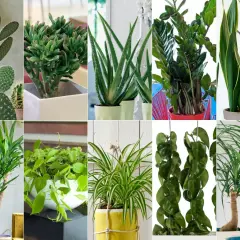 Kaktus, grubosz, aloes, zamiokulkas, sansewieria, dracena, filodendron, zielistka, hoya, palma. Popularne kwiaty doniczkowe dla każdego.