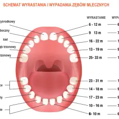 Ile zębów ma człowiek? Od mleczaków po ósemki pełna wiedza.