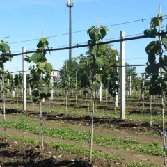 Giovani piante di kiwi in un frutteto, pronte per crescere e produrre frutti.