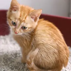 Süßes Kätzchen sitzt in der Katzentoilette. Vorsicht vor Kokzidien bei Katzen, besonders bei jungen Tieren.