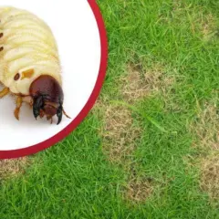 Pędraki niszczą trawę, powodując jej żółknięcie i obumieranie. Zobacz, czego nie lubią pędraki, by uratować swój trawnik.