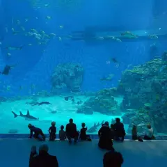 Rodzina obserwuje rekiny i ławice ryb w oceanarium Kopenhaga.
