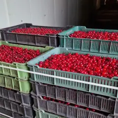 Stosy skrzynek pełnych soczystych wiśni. Czekają na sprzedaż, a ich cena zależy od jakości i sezonu.