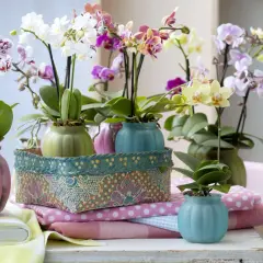 Storczyk phalaenopsis jak dbać? Wiele kolorowych kwiatów w pastelowych doniczkach, otoczonych tkaninami.