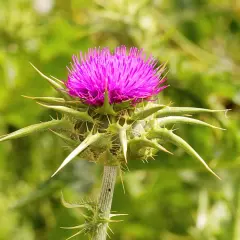 Flor de cardo con su vibrante flor morada. La silimarina, extraída de esta planta, es conocida por sus beneficios hepáticos.