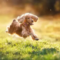 En glad hund hoppar i solljuset. Hur ofta ska en hund rastas? Denna glada hund verkar njuta av varje stund utomhus.