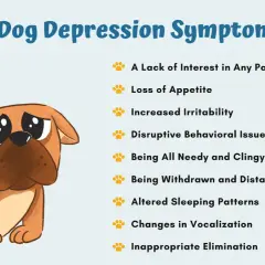 Illustration of a sad dog with a list of 9 dog depression symptoms, including loss of appetite and withdrawal. Is my dog depressed?
