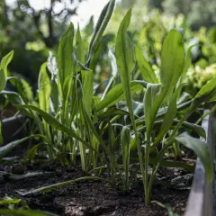 Gröna blad skjuter upp ur mörk jord i en odlingslåda. Kanske är det början på en frodig **svart rot**-skörd.