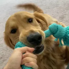 Golden retriever w domu czy na podwórku - co jest lepsze dla psa?
