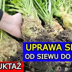 Jak sadzimy selery - krok po kroku do zdrowych plonów w ogrodzie