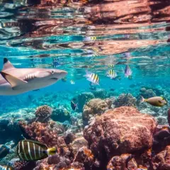 Czy jest bezpiecznie w Marsa Alam? Odkryj prawdziwe zagrożenia