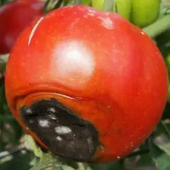 Pomodoro maturo con marciume apicale nero. È il momento di capire quando dare il calcio ai pomodori malati.