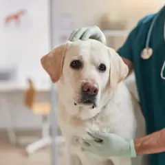 Veterinario examina a un perro con posible **albumina baja en perros**. El can, un labrador blanco, mira a la cámara con preocupación.