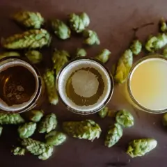 Drei Gläser mit pilsen bier und Hopfen.