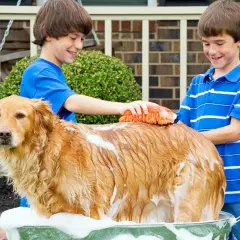 Jak często kąpać golden retrievera, aby uniknąć problemów ze skórą?