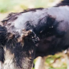 El lomo de un perro muestra calvas y pérdida de pelo, con parches de piel visible.