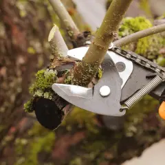 Sécateur en action pour la taille d'un abricotier. La branche coupée est recouverte de mousse.