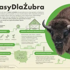 Gdzie są żubry w Polsce? Na mapie widać ich rozmieszczenie, a grafika pokazuje działania na rzecz ochrony tych zwierząt: monitoring, poprawa warunków, budowa infrastruktury i tworzenie nowych stad.