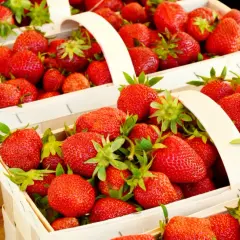 Ile można zarobić na zbiorze truskawek? Realne stawki i zarobki