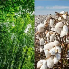Forêt de bambous luxuriante à gauche, champ de coton blanc à droite. La viscose de bambou, une alternative douce et écologique.