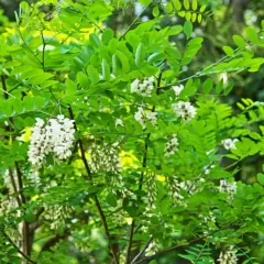 Arbre en fleurs d'acacia, ses grappes blanches parfumées contrastent avec le feuillage vert vif. Un bois dur ou tendre, selon l'espèce.