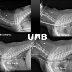 Radiografías de perros con colapso traqueal. Se observa la implantación de stents para mantener la vía aérea abierta.