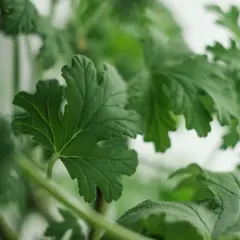 Foglie verdi di una pianta profumata, un'erba aromatica che sa di limone, con dettagli vellutati e bordi frastagliati.