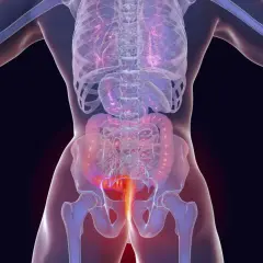 Anatomische Darstellung des menschlichen Körpers mit Hervorhebung des Enddarms. Mögliche analkrebs symptome werden hier visuell dargestellt.