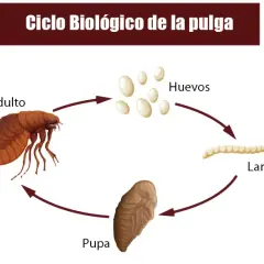 Cómo identificar y eliminar larvas de pulgas en tu hogar eficazmente