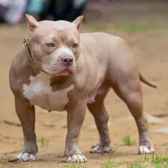 Potężny american bully o beżowym umaszczeniu z białymi łatami, stoi na piaszczystym podłożu.