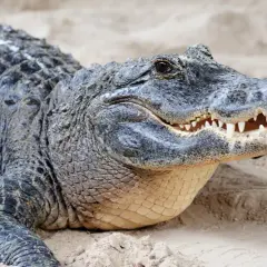 Un cocodrilo descansa en la arena, sus escamas oscuras y dientes afilados evocan la sensación de soñar con cocodrilos.
