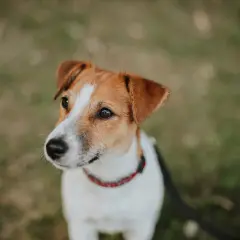 Uroczy jack russell terrier z zaciekawieniem spogląda w bok. Ile żyje taki piesek? Zwykle 12-16 lat.