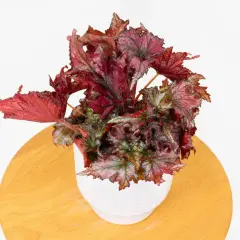 Bogata, wielobarwna begonia domowa odmiany zachwyca liśćmi w odcieniach czerwieni i zieleni.