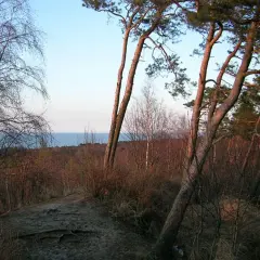 Ścieżka przez las sosnowy i brzozowy, z widokiem na morze w oddali. Prawdziwe cuda natury.