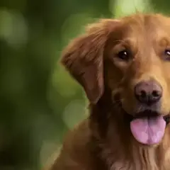 Ile trwa cieczka u golden retrievera? Odkryj, co musisz wiedzieć