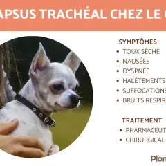 Chien avec collapsus trachéal, une condition affectant la respiration. L'espérance de vie dépend du traitement. Symptômes : toux, dyspnée.