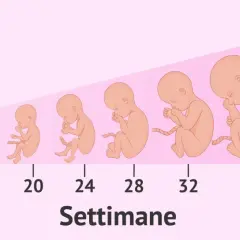 Illustrazione della crescita fetale dalla 4ª alla 40ª settimana. A 36 settimane di gravidanza quanti mesi sono? Circa 9 mesi.