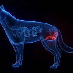 Anatomia psa z uwydatnionym na czerwono psi penis i układem rozrodczym.