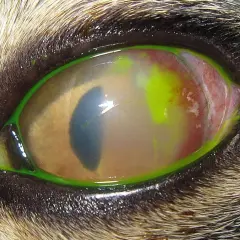 Œil de chat atteint d'un ulcère cornéen, avec une coloration verte fluorescente visible autour de l'iris et une conjonctive rouge.