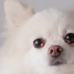 Nahaufnahme eines weißen Hundes mit Kirschauge.