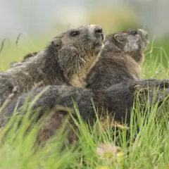 Drei Murmeltiere im hohen Gras. Sie sind neugierig und schauen nach oben, vielleicht auf der Suche nach Futter, denn das ist, was Murmeltiere fressen: Gräser und Kräuter.