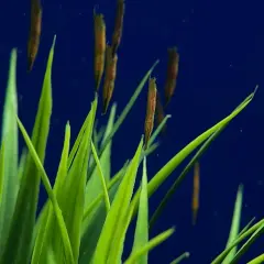 Un cardumen de pez camarón se oculta entre la vegetación submarina de color verde brillante, con un fondo azul profundo.